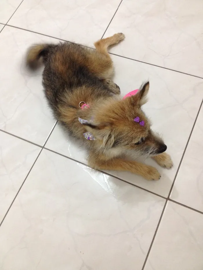 Cachorro ra a Vira lata idade 7 a 11 meses nome Raposinha