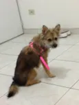 Raposinha