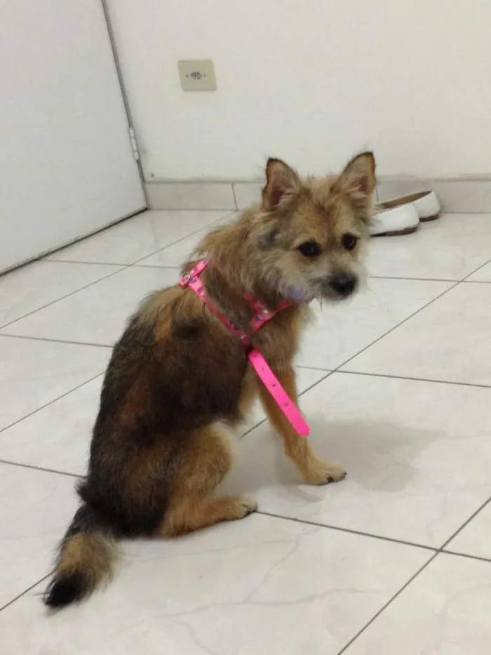 Cachorro ra a Vira lata idade 7 a 11 meses nome Raposinha