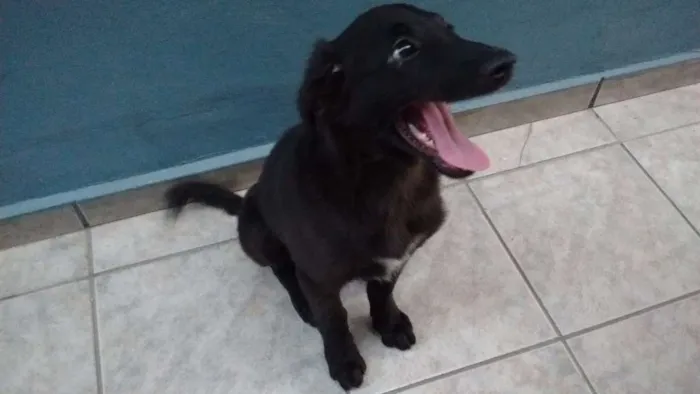 Cachorro ra a SRD idade 2 a 6 meses nome Thor