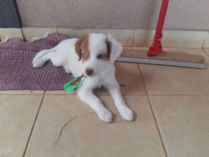 Cachorro ra a sim de raça idade Abaixo de 2 meses nome LOBO