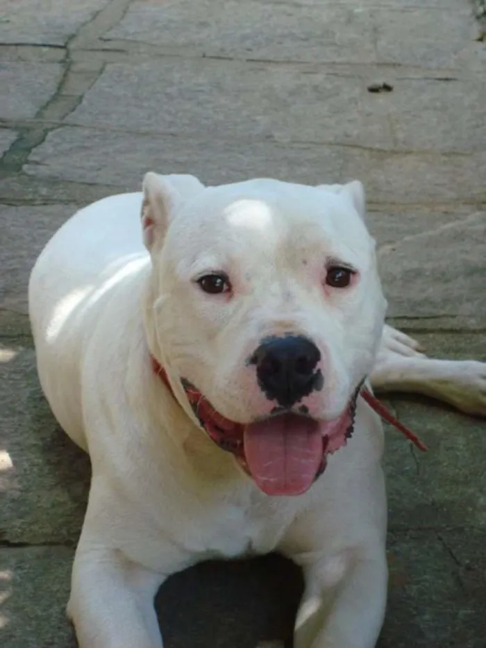 Gato raça Boxer idade 5 anos nome Branco