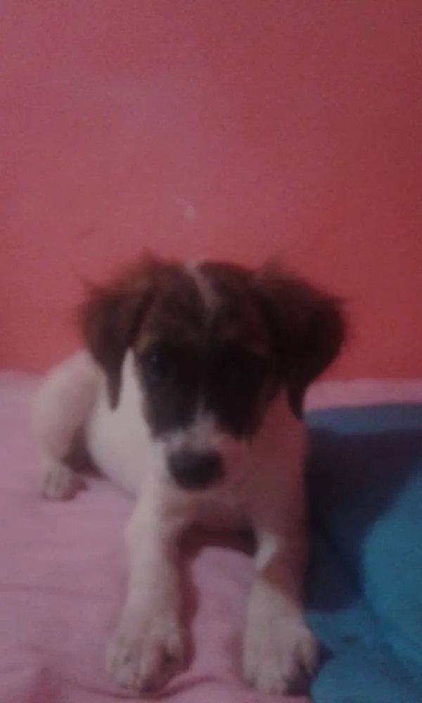 Cachorro raça SRD idade 2 a 6 meses nome Julia