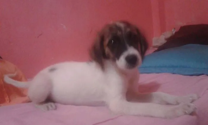 Cachorro raça SRD idade 2 a 6 meses nome Julia