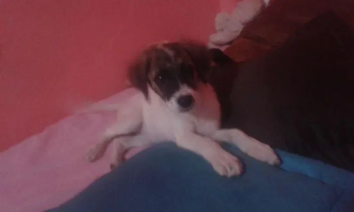 Cachorro raça SRD idade 2 a 6 meses nome Julia