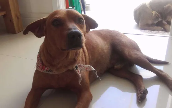 Cachorro ra a SRD idade  nome Nico
