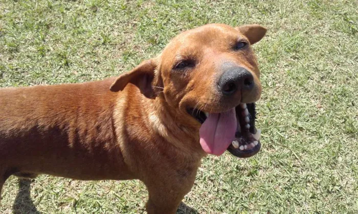 Cachorro ra a SRD idade  nome Nico