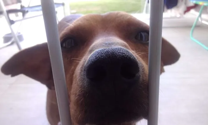 Cachorro ra a SRD idade  nome Nico