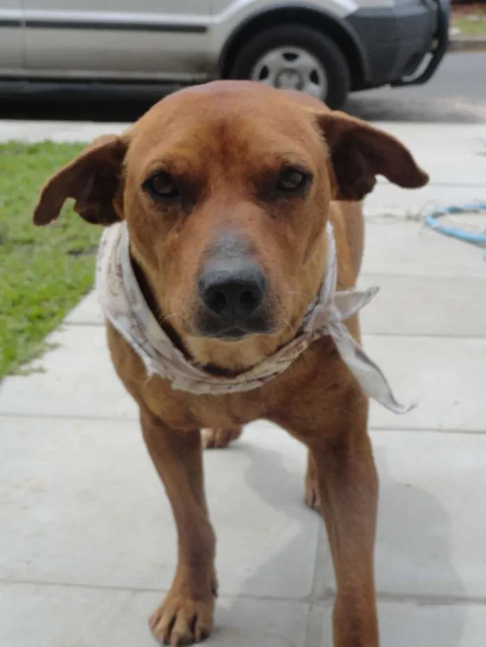Cachorro ra a SRD idade  nome Nico