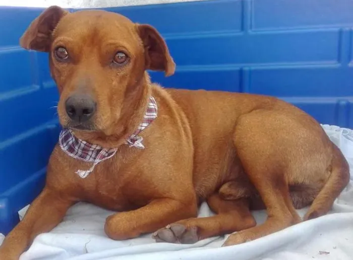 Cachorro ra a SRD idade  nome Nico