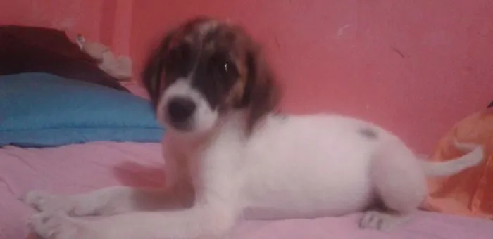 Cachorro raça SRD idade 2 a 6 meses nome Julia