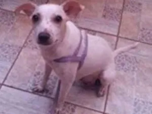 Cachorro raça a melhor idade 1 ano nome lilika