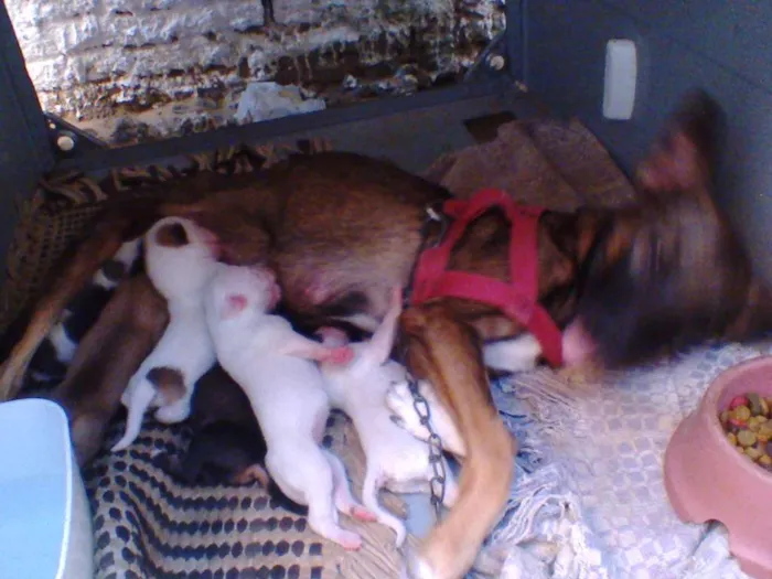Cachorro raça VIRA LATA idade Abaixo de 2 meses nome SEM NOME