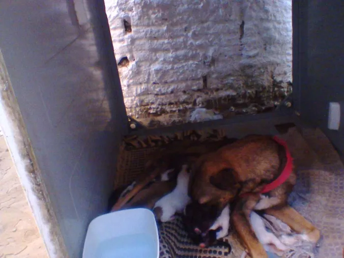 Cachorro raça VIRA LATA idade Abaixo de 2 meses nome SEM NOME