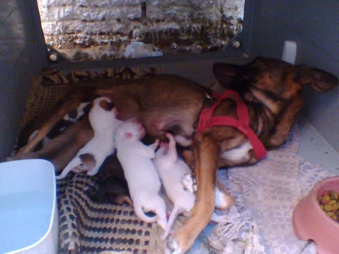 Cachorro raça VIRA LATA idade Abaixo de 2 meses nome SEM NOME