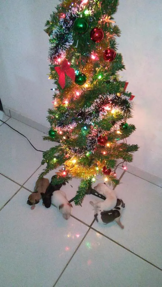 Cachorro raça VIRA LATA idade Abaixo de 2 meses nome SEM NOME
