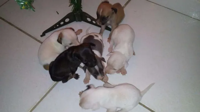 Cachorro raça VIRA LATA idade Abaixo de 2 meses nome SEM NOME