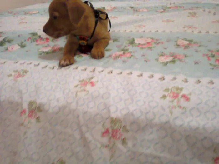 Cachorro ra a SRD idade Abaixo de 2 meses nome Nicki bidu max tizil