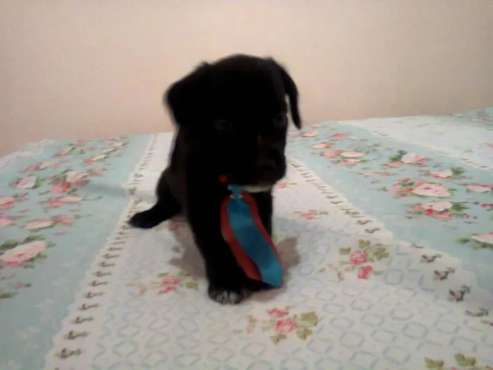 Cachorro ra a SRD idade Abaixo de 2 meses nome Nicki bidu max tizil