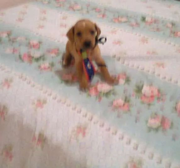 Cachorro ra a SRD idade Abaixo de 2 meses nome Nicki bidu max tizil