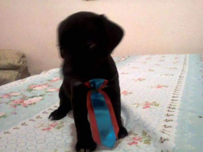 Cachorro ra a SRD idade Abaixo de 2 meses nome Nicki bidu max tizil