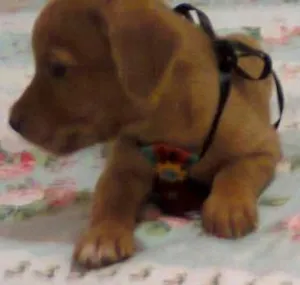 Cachorro raça SRD idade Abaixo de 2 meses nome Nicki bidu max tizil