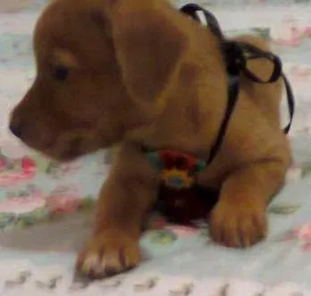 Cachorro ra a SRD idade Abaixo de 2 meses nome Nicki bidu max tizil