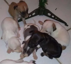 Cachorro raça VIRA LATA idade Abaixo de 2 meses nome SEM NOME