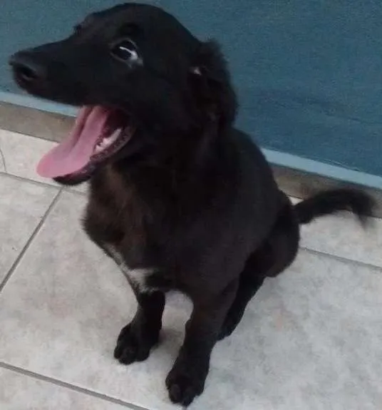 Cachorro ra a SRD idade 2 a 6 meses nome Thor
