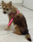 Raposinha