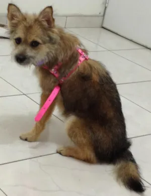 Cachorro raça Vira lata idade 7 a 11 meses nome Raposinha