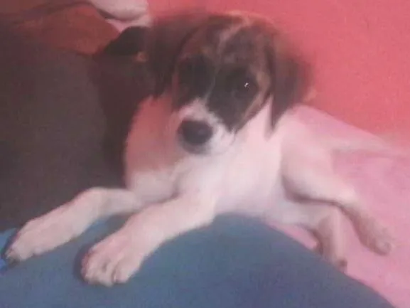 Cachorro raça SRD idade 2 a 6 meses nome Julia