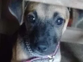 Cachorro raça Viralata idade 2 a 6 meses nome Shitara