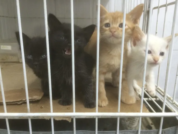 Gato raça SRD idade Abaixo de 2 meses nome Sem nome