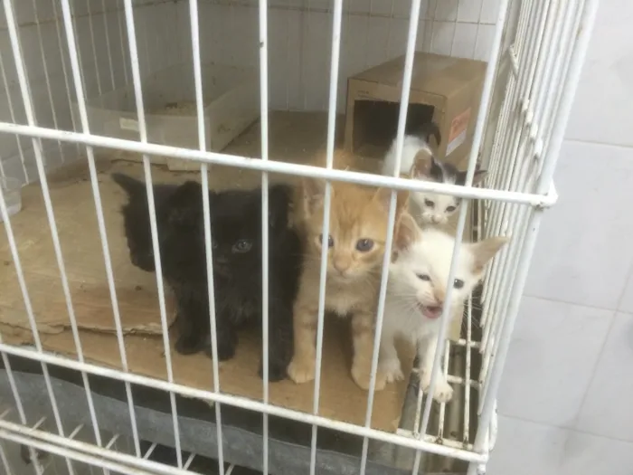 Gato raça SRD idade Abaixo de 2 meses nome Sem nome