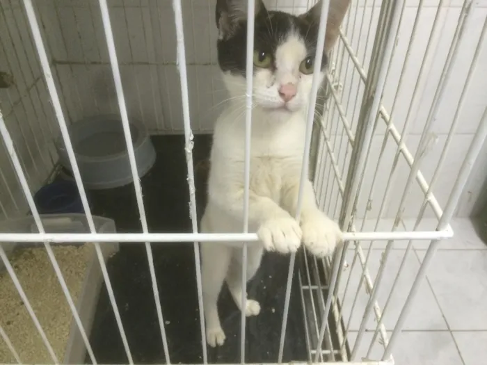 Gato raça SRD idade Abaixo de 2 meses nome Sem nome