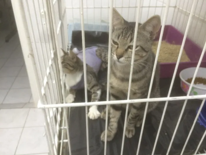 Gato raça SRD idade Abaixo de 2 meses nome Sem nome