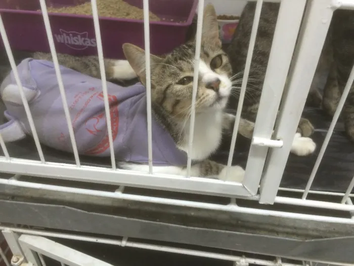 Gato raça SRD idade Abaixo de 2 meses nome Sem nome