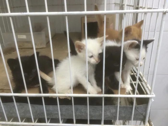 Gato raça SRD idade Abaixo de 2 meses nome Sem nome