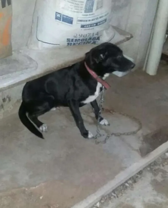 Cachorro raça SRD idade 1 ano nome Max
