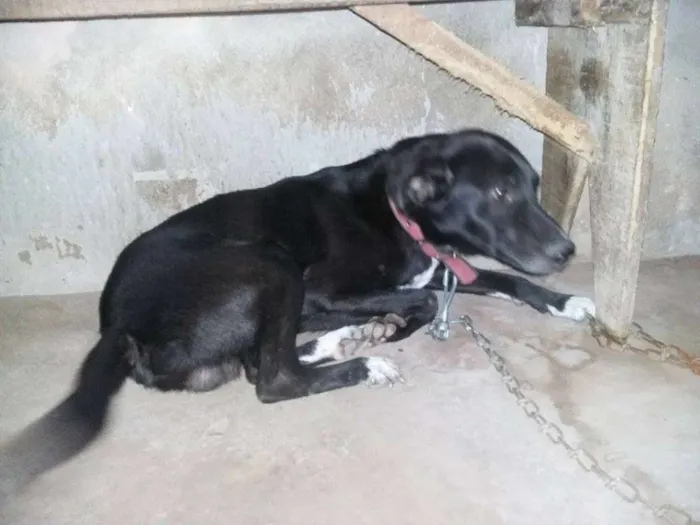 Cachorro raça SRD idade 1 ano nome Max