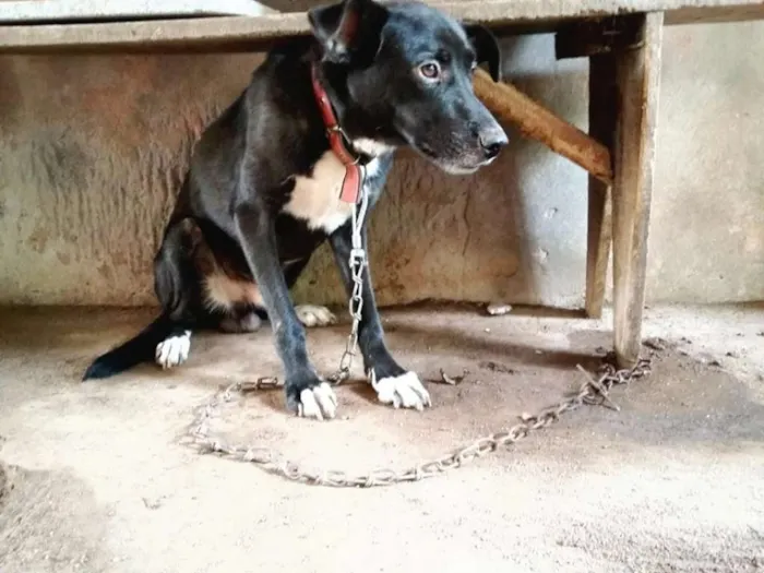 Cachorro raça SRD idade 1 ano nome Max