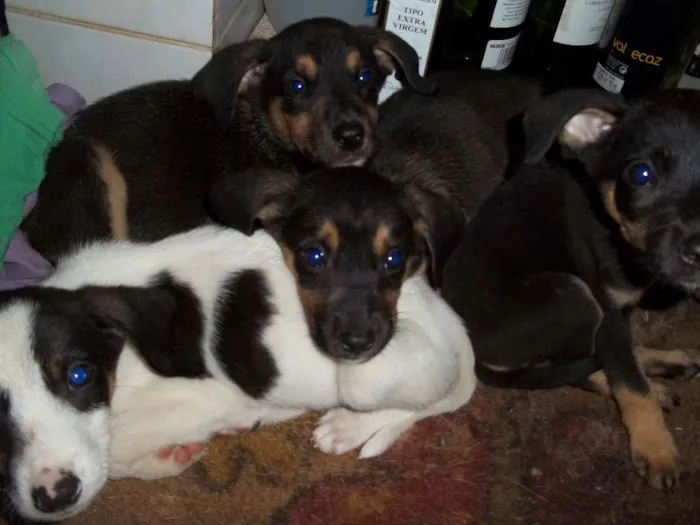 Cachorro ra a vira-lata idade Abaixo de 2 meses nome tropinha