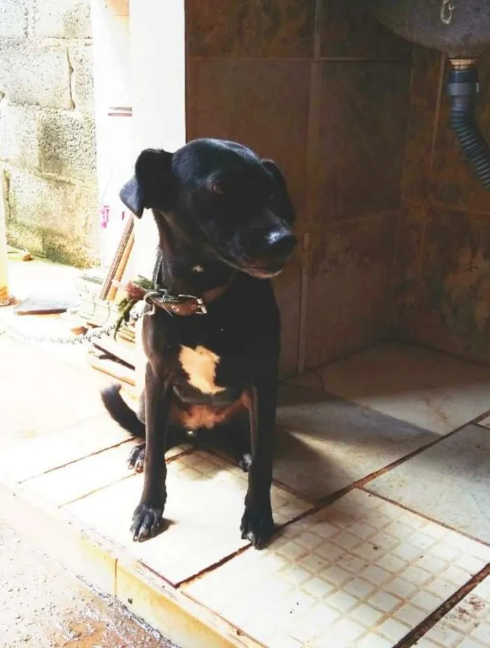Cachorro raça SRD idade 1 ano nome Tina