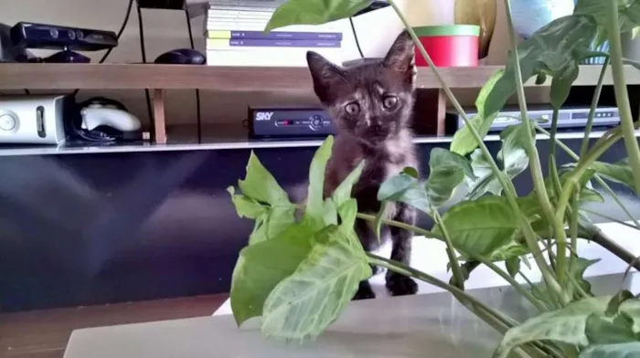 Gato raça Indefinida idade 2 a 6 meses nome Sem nome