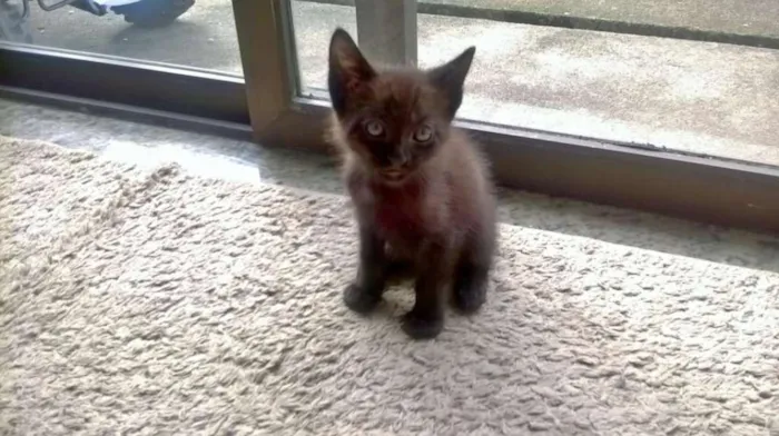 Gato raça Indefinida idade 2 a 6 meses nome Sem nome