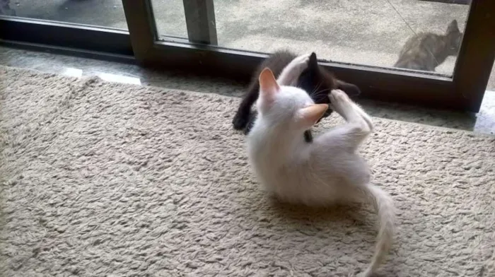 Gato raça Indefinida idade 2 a 6 meses nome Sem nome