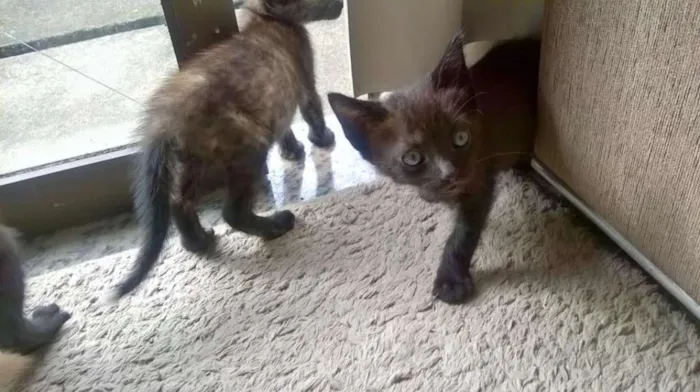 Gato raça Indefinida idade 2 a 6 meses nome Sem nome