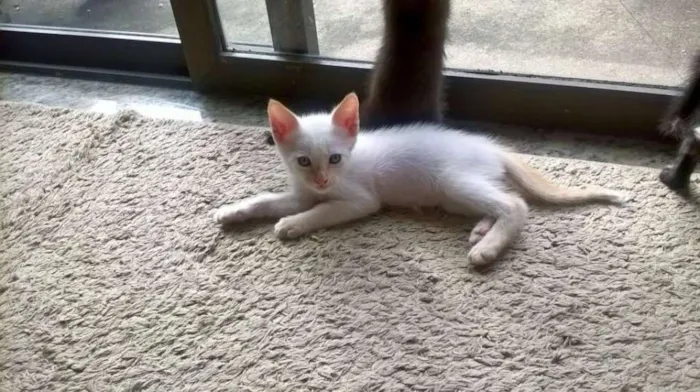 Gato raça Indefinida idade 2 a 6 meses nome Sem nome