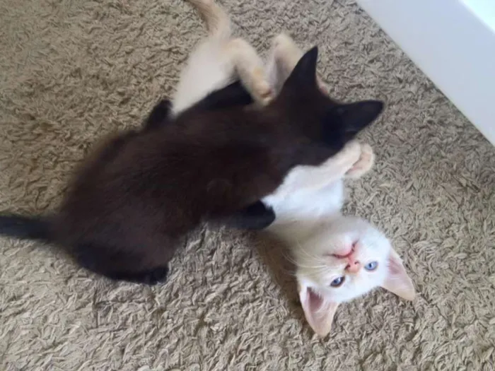 Gato raça Indefinida idade 2 a 6 meses nome Sem nome